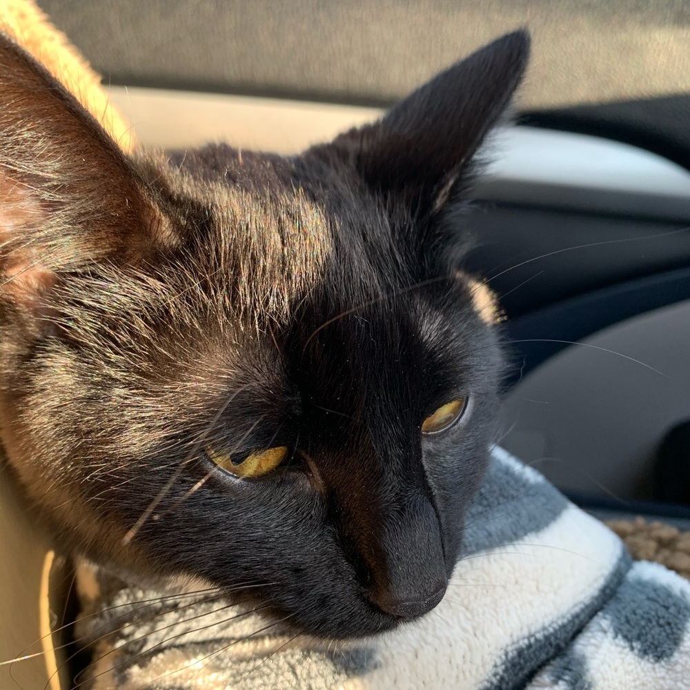 Meet your Posher, Ronald